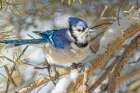USA, Colorado, Fort Collins. Blue jay and snow. Art Print